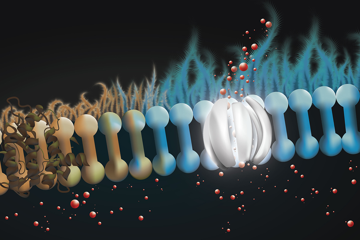 Cystic fibrosis chain with and without protein
