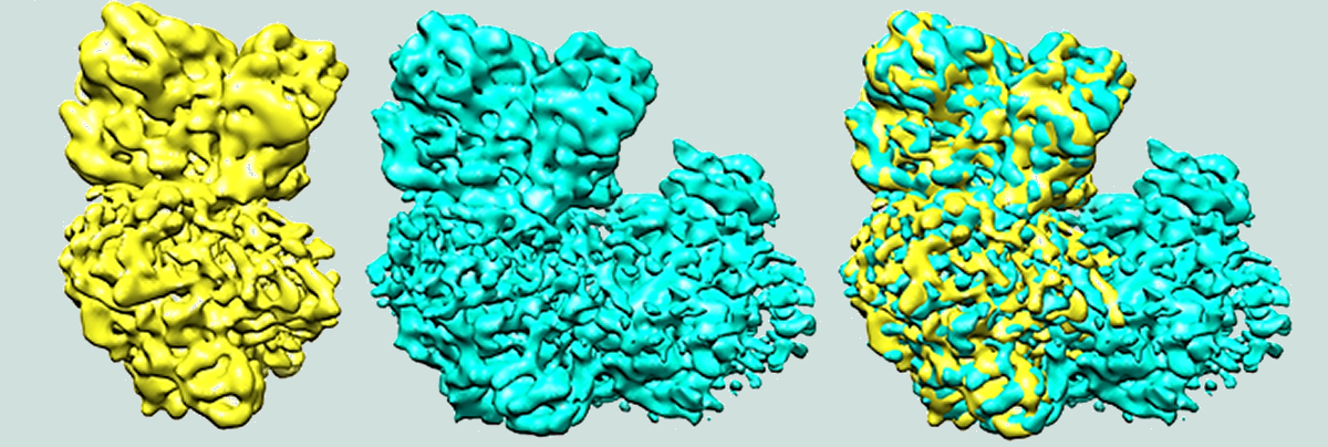 Enzymes