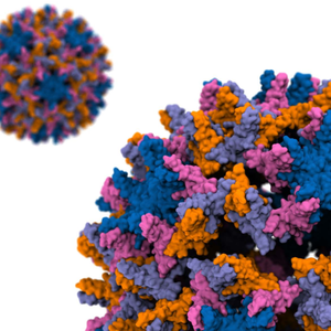 illustration of the Hepatitus virus
