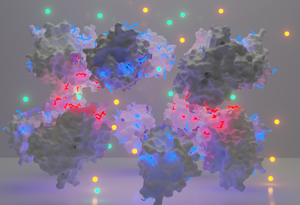 Computer-assisted image showing dark blue and light red molecular structures of supercharged protein monomers (red, negative, and blue, positive) in the process of association to form a supercharged hexadecameric protein complex. Image rendered using Blender and PyMOL.