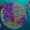 model of the chromatophore