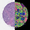 Image from an infrared-optical hybrid microscope.